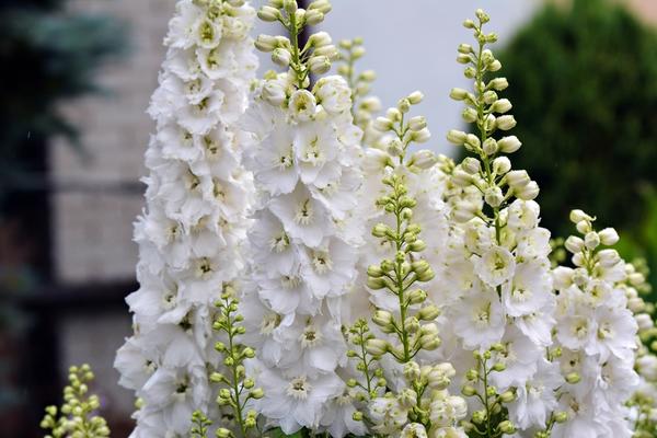 Sněhově bílé delphiniums se vejde do každé zahradní kompozice