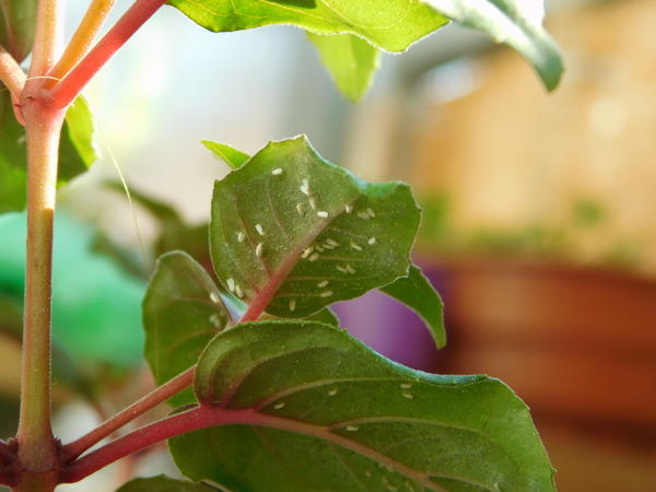 Белокрылку на рассаду можно занести с новым комнатным растением