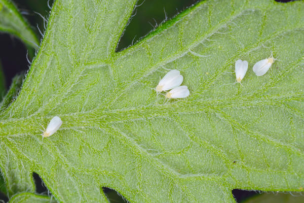 Чаще всего белокрылки сидят на нижней стороне листиков рассады томата