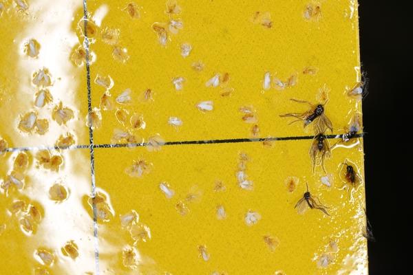 Клеевые ловушки желтого цвета привлекают взрослых особей белокрылки