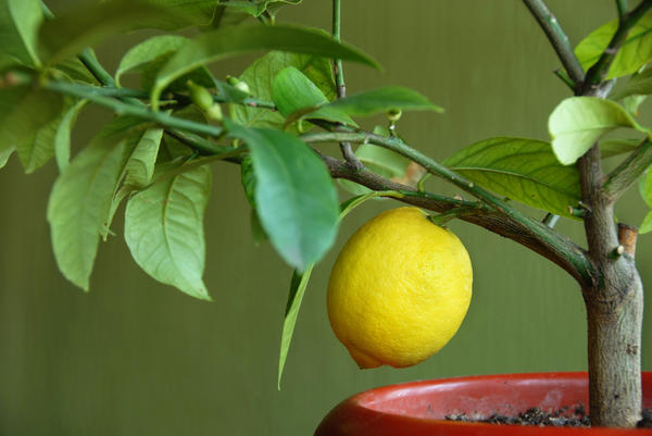 Лимоны и гранаты на подоконнике🍋