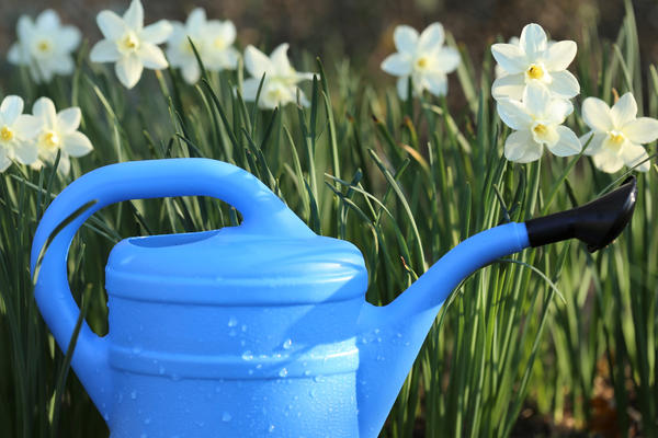 Нарциссы любят обильный полив