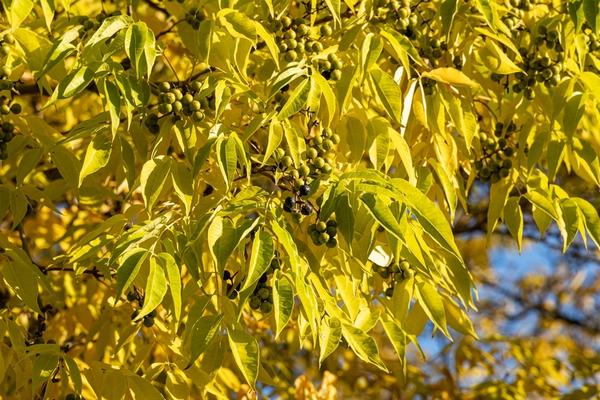 Бархат амурский — одно из красивейших деревьев в мире
