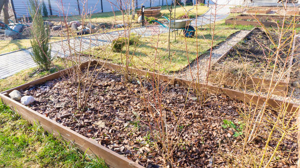 Голубика садовая: весенний уход и подкормки