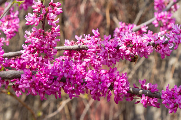 Церцис канадский var. texensis Oklahoma