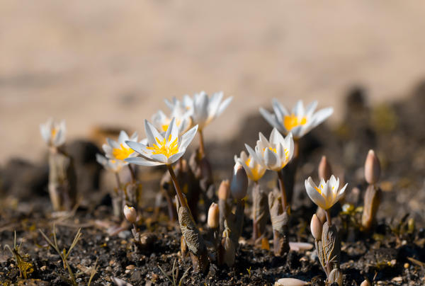 Цветки сангвинарии канадской распускаются до разворачивания листьев