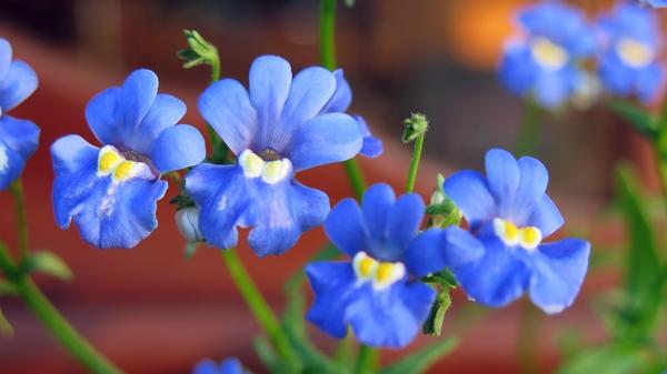  ?,  Blue Gem