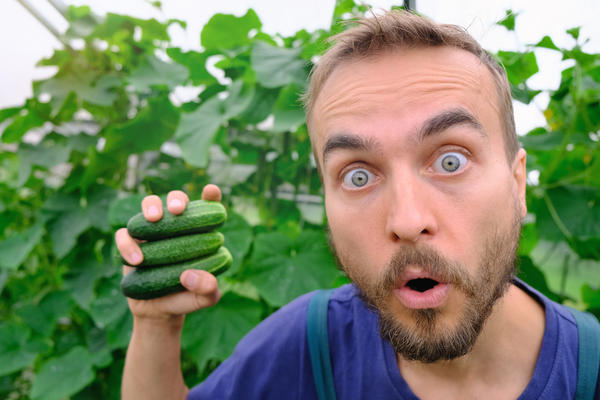 Оказывается, огурцы растут не в банках!