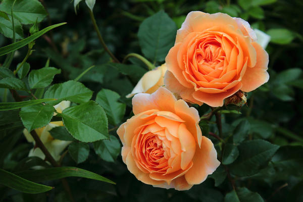 Оранжевые цветы: 9 многолетников, достойных лучшего места в цветнике