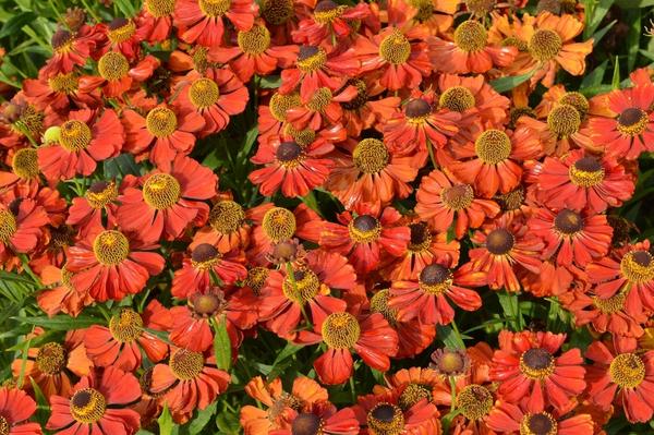 Оранжевые цветы: 9 многолетников, достойных лучшего места в цветнике