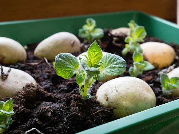 Выращивание картофеля в теплице
