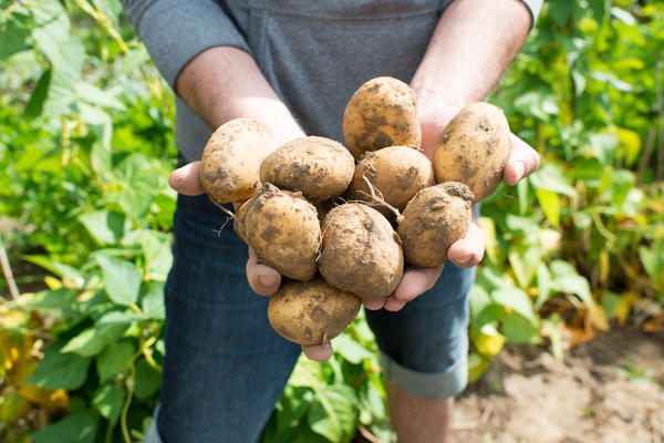 Мы расскажем, как вырастить отменный урожай картофеля