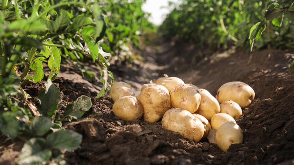 Семенной картофель начал прорастать. Определяем больные клубни по росту и делаем прогноз на будущий урожай