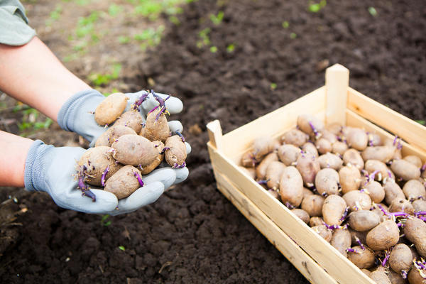 Семенной картофель начал прорастать. Определяем больные клубни по росту и делаем прогноз на будущий урожай