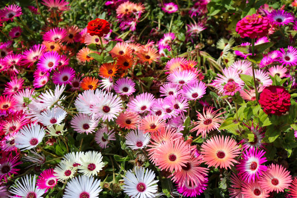 Яркие коврики цветущего мезембриантемума украшают сад все лето