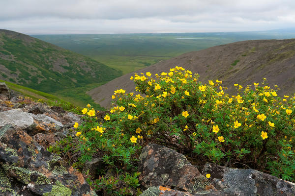 Лапчатка кустарниковая, или курильский чай, в природе встречается в Восточной Сибири и на Дальнем Востоке