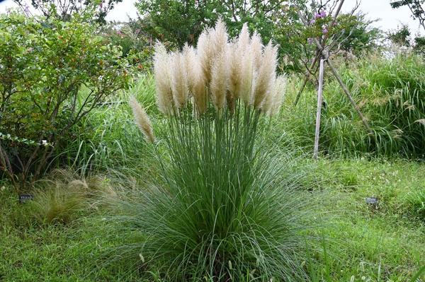 Cortaderia Sello Pumila