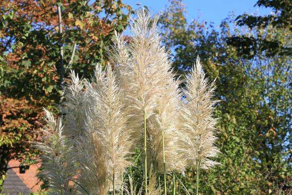 Cortaderia Sello Sunningdale Silver