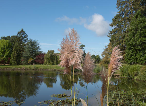 Cortaderia Sello Rosea