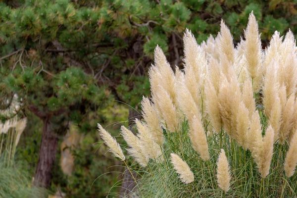 Cortaderia Sello Elegans