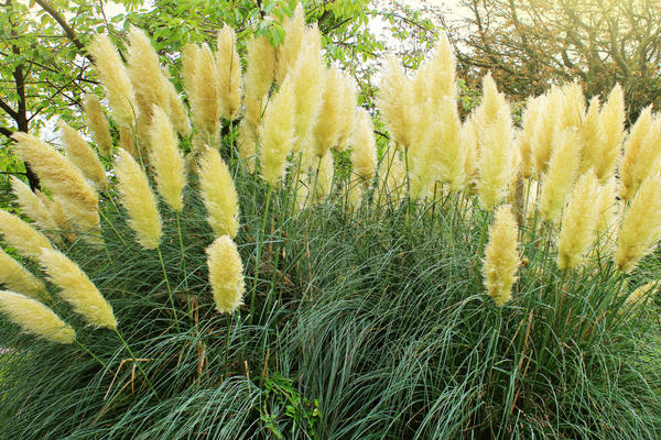 Cortaderia Sello bílé peří