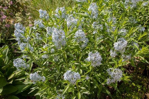 Амсония табернемонтана — голубая звезда цветника