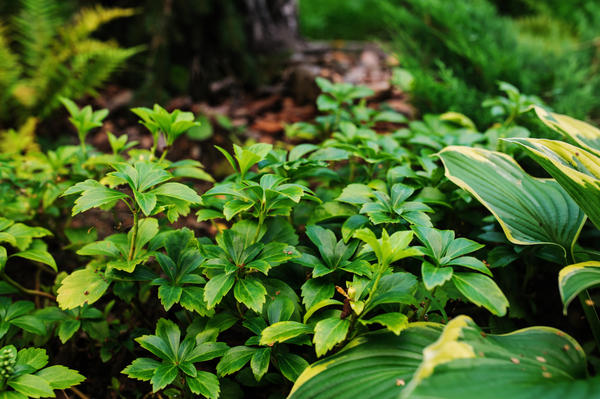 Pachysandra apikální zelený koberec