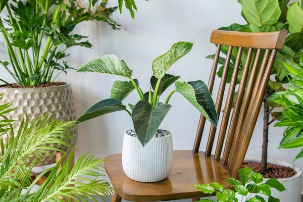 Придерживайтесь принципа: растения — для вас, а не вы для растений