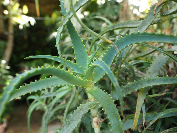 Алоэ древовидное, или столетник