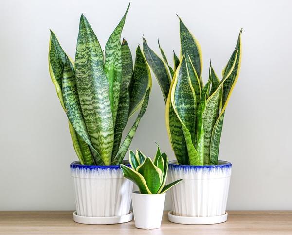 Сансевиерия полезная и очень живучая