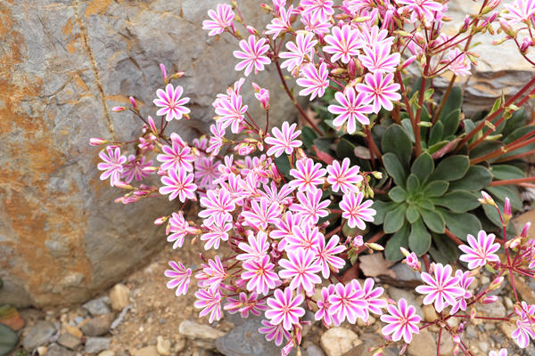 Левизия — одно из лучших цветущих растений для рокария