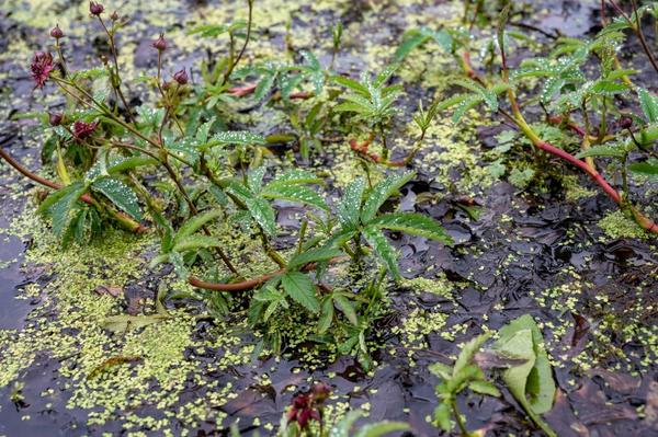Оправдывая свое название, сабельник болотный действительно растет на болотах и в сырых низинах