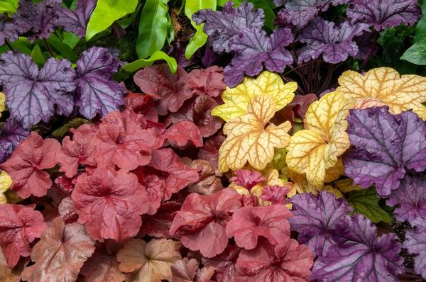 Гейхеры - это невероятное разнообразие окрасок листвы и скромные размеры