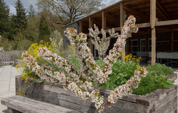 Цветет яблоня декоративная Adirondack