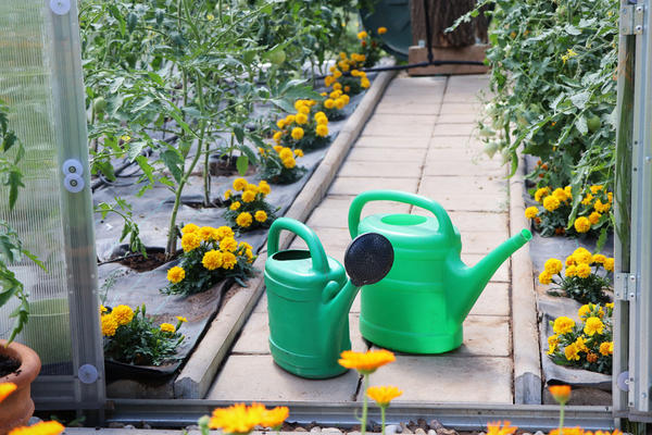 С какими проблемами может столкнуться садовод, отказавшись от применения минеральных удобрений и химических пестицидов в теплице?