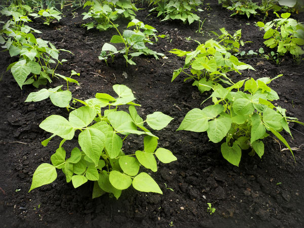 Стручковая (овощная) фасоль: выращивание в открытом грунте, лучшие сорта