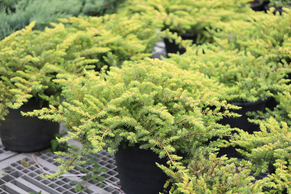 Можжевельник горизонтальный со стелющимися побегами легко размножается черенкованием