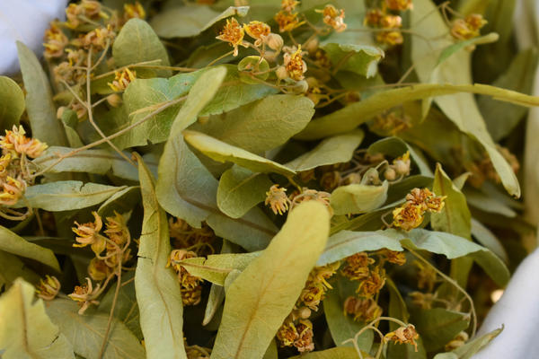 Липовый цвет помогает не только от жара, но и от боли в горле