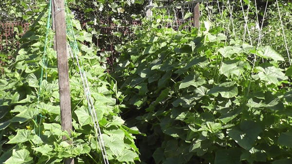 Шпалера для огурцов. Конец июля.