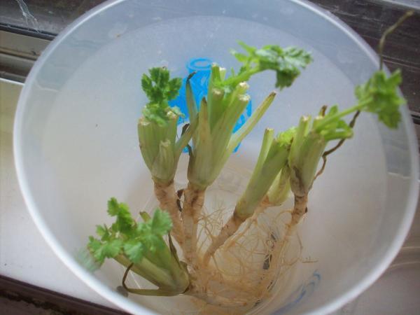 Кориандр. Фото сайта urbanorganichomesteadingexperiment.blogspot.com