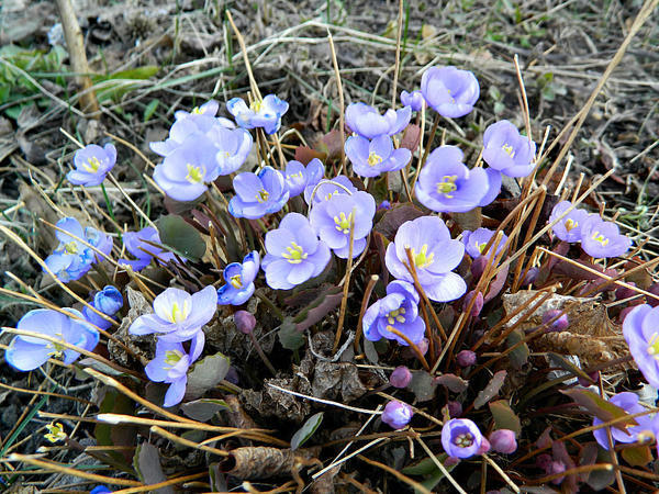 Jeffersonia pochybný keř