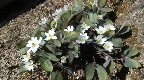 Kvete Jeffersonia bifolia. Fotografie ze stránek www.alpine-seeds.com