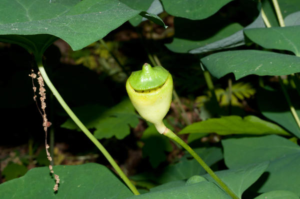 Lusk se semeny Jeffersonia. Fotografie webu www.florafinder.com