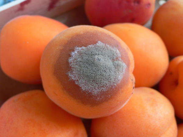Монилиоз на плодах абрикоса. Фото сайта agro.basf.it