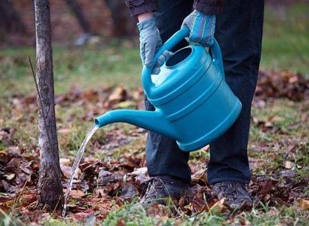 Влагозарядный полив деревьев. Фото сайта dachadecor.ru