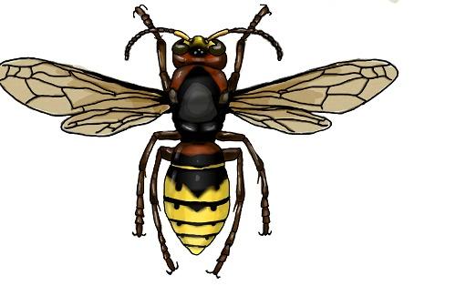 Шершень обыкновенный. Фото сайта vespidae2012.narod.ru