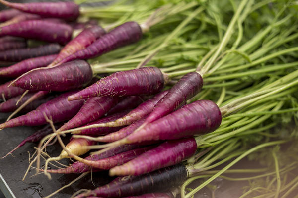 Фиолетовая морковь: личный опыт выращивания. Видео
