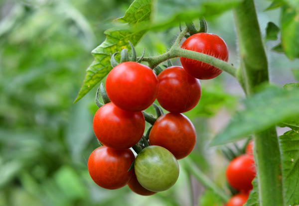 Маленькие помидоры: описание мелкоплодных томатов