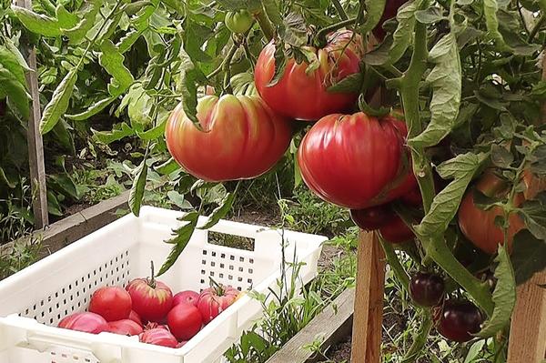 Проверенные сорта крупноплодных томатов. Сорта, описание. Видео