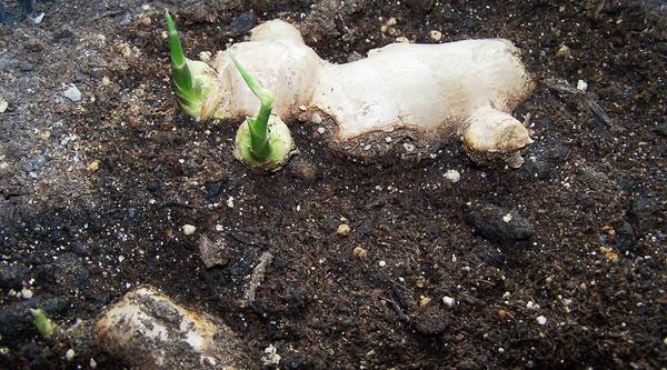 Выращивание имбиря в открытом грунте. Фото сайта kustroz.ru